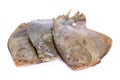 Psetta maxima Turbot Fish