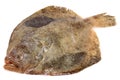 Psetta maxima Turbot Fish