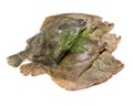 Psetta maxima Turbot Fish