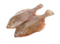 Psetta maxima Turbot Fish