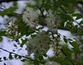 Pseudacacia blooming white flowers during spring time, closeup Royalty Free Stock Photo