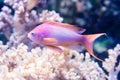 Pseudanthias squamipinnis - Sea goldie