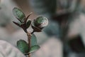 Pseuderanthemum bush with small green leaves