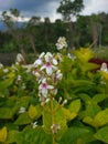 Pseuderanthemum flower that comes from the Acanthaceae