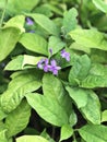 Pseuderanthemum graciflorum or Pseuderanthemum crenulatum or Pseuderanthemum andersonii or Violet ixora or Blue crossandra flower.