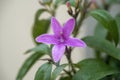 Pseuderanthemum laxiflorum flower