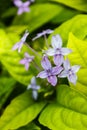 Pseuderanthemum laxiflorum, Shooting Star, Star Flower.