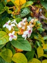Pseuderanthemum ornamental plant or Japanese red jasmine flower