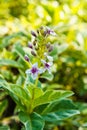 Pseuderanthemum Reticulatum