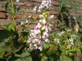 Pseuderanthemum reticulatum flower closeup against brick wall Royalty Free Stock Photo