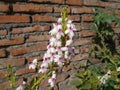 Pseuderanthemum reticulatum flower close up against brick wall Royalty Free Stock Photo