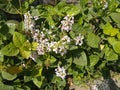 Pseuderanthemum reticulatum flower, closeups.