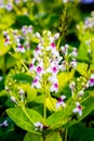 Pseuderanthemum Reticulatum Royalty Free Stock Photo