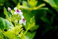 Pseuderanthemum Reticulatum Royalty Free Stock Photo