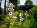 pseuderanthemum reticulatum plant in the garden Royalty Free Stock Photo