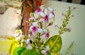 Pseuderanthemum Reticulatum is a white flowers have purple - pink spots that are concentrated at the base of the petals.