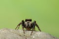 Pseudeuophrys lanigera jumping spider Royalty Free Stock Photo