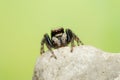 Pseudeuophrys lanigera jumping spider Royalty Free Stock Photo