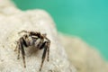 Pseudeuophrys lanigera jumping spider Royalty Free Stock Photo