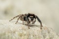 Pseudeuophrys lanigera jumping spider Royalty Free Stock Photo