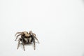 Pseudeuophrys lanigera jumping spider Royalty Free Stock Photo