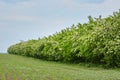 Pseudo acacia black locust trees