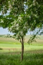 Pseudo acacia black locust trees