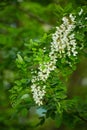 Pseudo acacia black locust trees