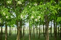 Pseudo acacia black locust trees