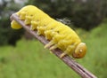 Pseudo-caterpillar