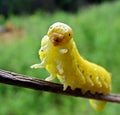 Pseudo-caterpillar of Sawfly Royalty Free Stock Photo