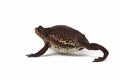 Pseudo subasper toad isolated on white background