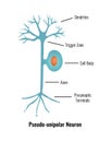 Pseudo Unipolar Neuron Composition