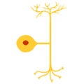 Pseudo-unipolar neuron, Nerve Cell Neuron