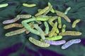 Pseudoalteromonas tetraodonis bacteria, 3D illustration. Marine bacteria living in surface slime of the puffer fish and secreting