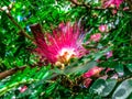 pink spiky flowers Royalty Free Stock Photo