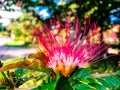 pink spiky flowers Royalty Free Stock Photo