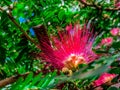 pink spiky flowers Royalty Free Stock Photo