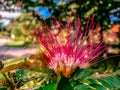 pink spiky flowers Royalty Free Stock Photo