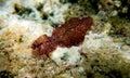 Pseudoceros Maximus - Mediterranean sea flatworm
