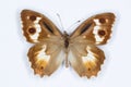 Pseudochazara amalthea butterfly on white