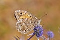 Pseudochazara daghestana butterfly , butterflies of Iran