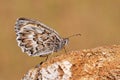 Pseudochazara geyeri , the Grey Asian grayling butterfly , butterflies of Iran