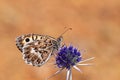 Pseudochazara geyeri , the Grey Asian grayling butterfly , butterflies of Iran