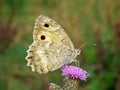 Pseudochazara pelopea , the Persian Grayling butterfly , butterflies of Iran