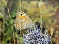 Pseudochazara thelephassa, the Baluchi rockbrown butterfly on flower