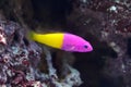 Pseudochromis paccagnellae. Royal dottyback among the reefs Royalty Free Stock Photo