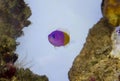 Pseudochromis paccagnellae Royalty Free Stock Photo