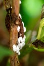 Pseudococcidae infestation on a plant, white mealybug eggs and cocoons attack Royalty Free Stock Photo