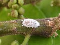 Pseudococcus mealybugs on a plant stem Royalty Free Stock Photo